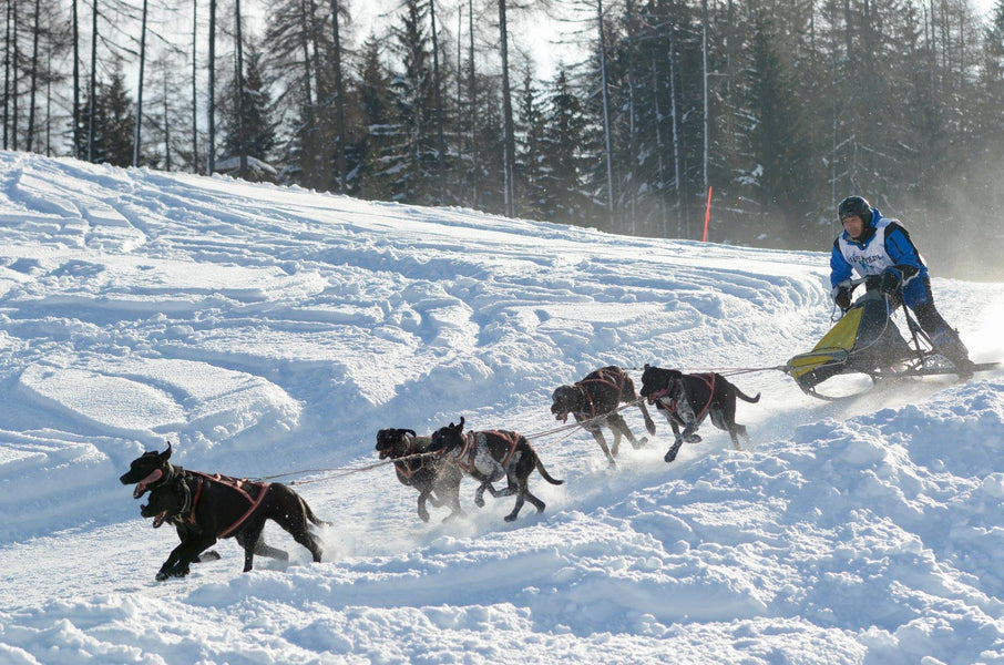 Alpentrail (von Julia) – ein hervorragender, wie ich finde 2.Platz der 6 Hundeklasse für Gregor